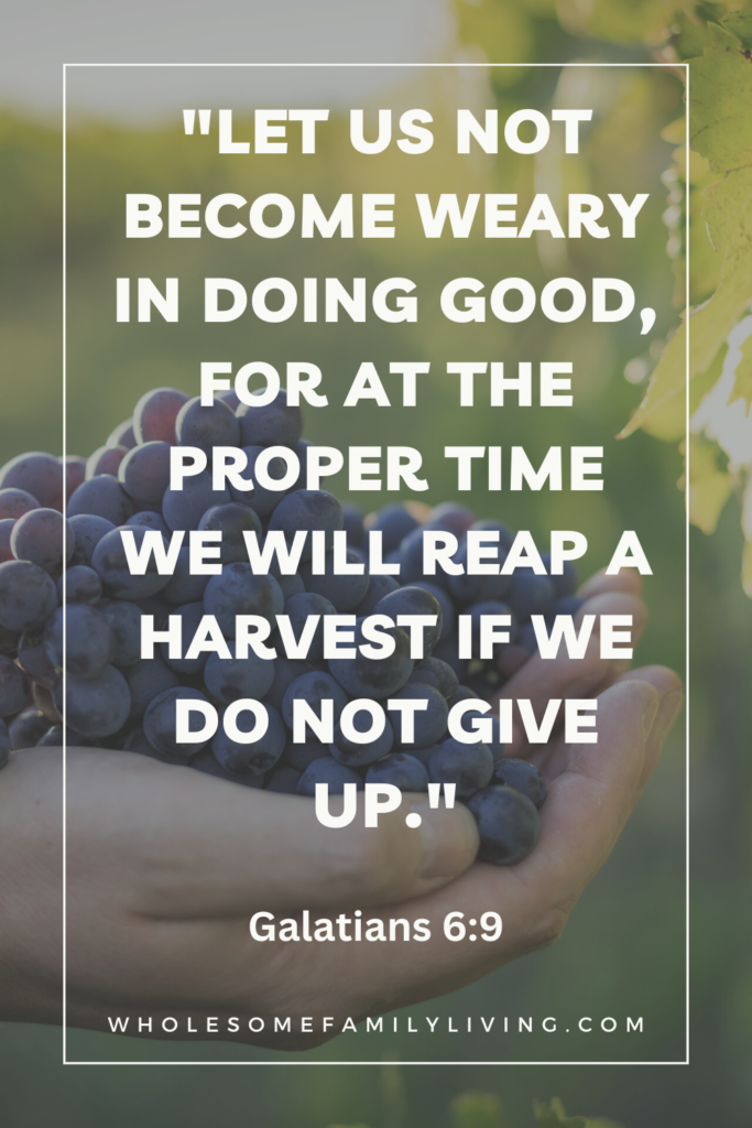 Galatians 6:9 verse with handful of grapes in the background